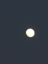 MOON æterisk olie